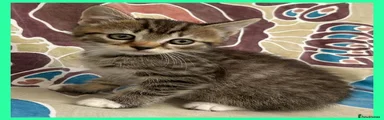 Grey Tabby boy