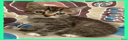 Mixed Breed cats for sale: Beautiful Kittens for sale. - Advert 19