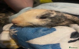 English Lop rabbits for sale: 2 rabbit brothers and their cage/food - Image 3