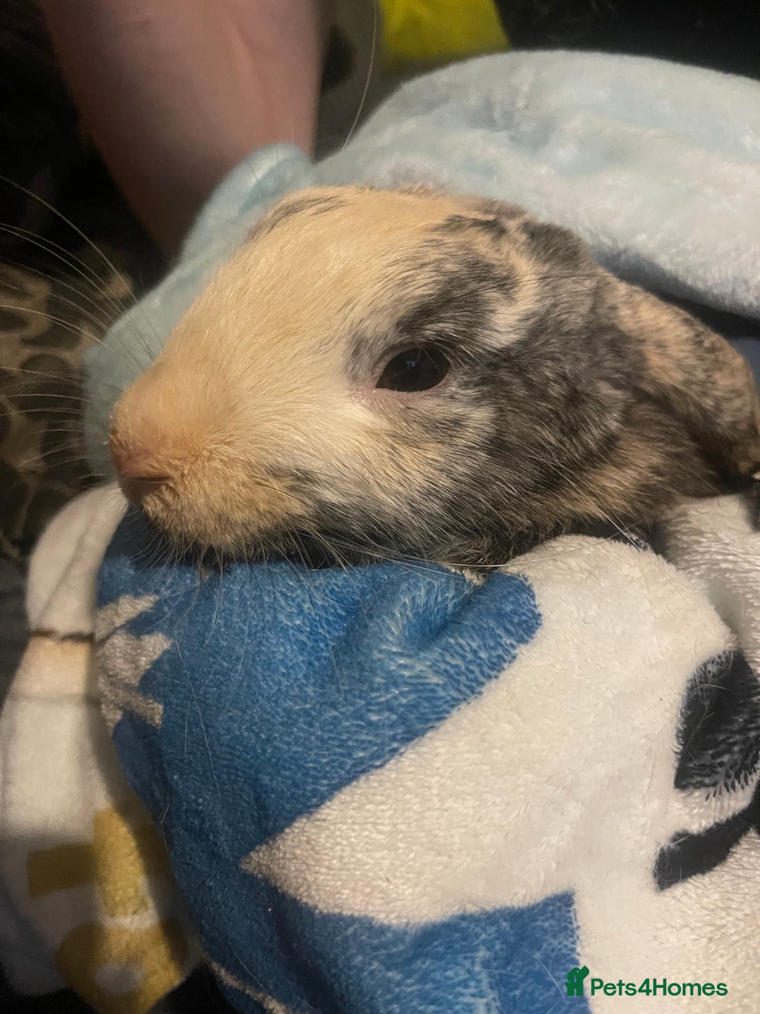 English Lop rabbits for sale: 2 rabbit brothers and their cage/food - Image 3