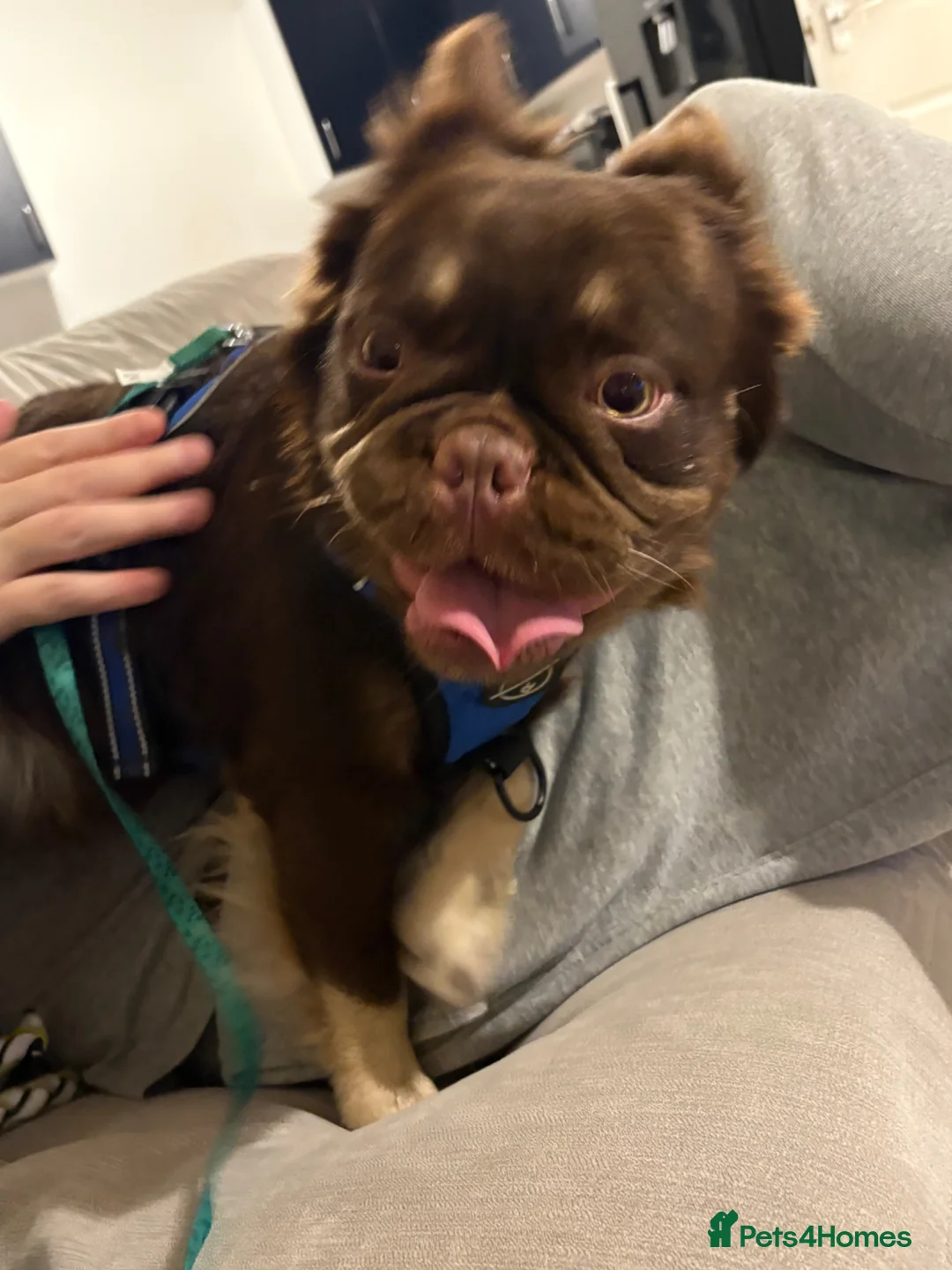 French Bulldog dogs for sale: Bear  - Advert 10