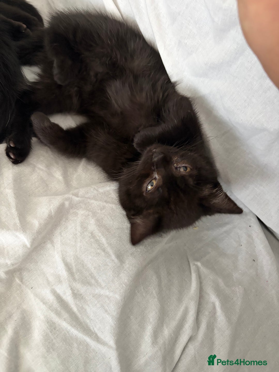 British Shorthair cats for sale: kittens liverpool - Advert 4