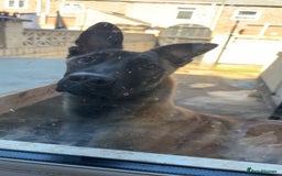 Mixed Breed dogs for sale: Belgian malinois X german shepherd  - Image 8
