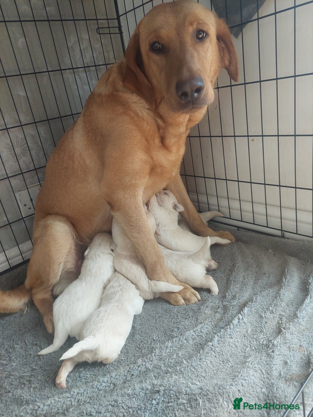 Labradoodle dogs for sale: Beautiful labradoodle pups  - Image 22