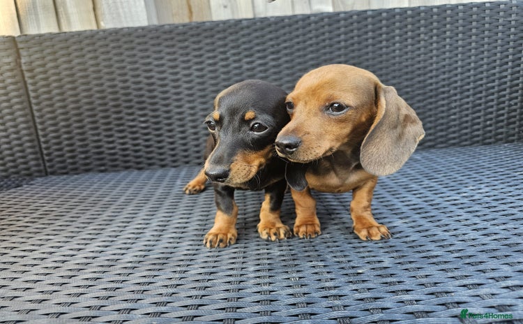 Dachshund dogs - Advert 1