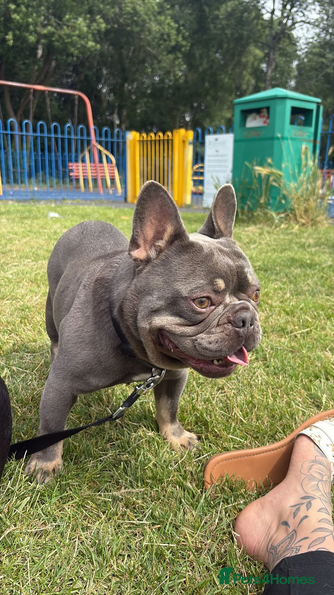 French Bulldog dogs for sale: Gucci in West Bromwich - Advert 2