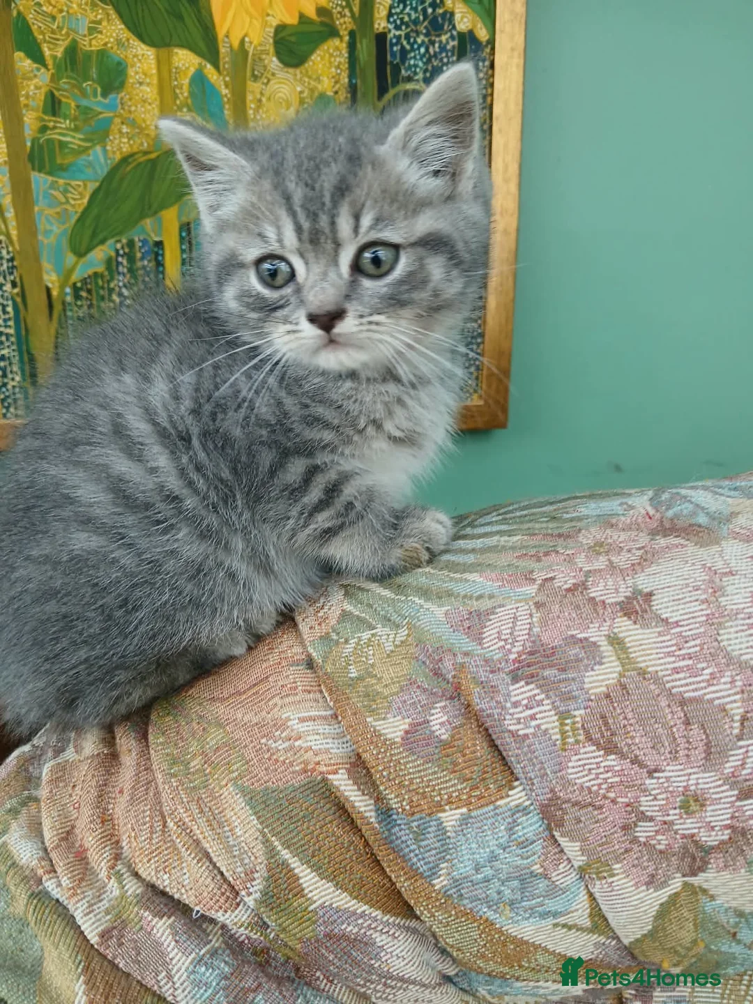 Mixed Breed cats for sale: 2 males Mixed breed - Advert 7
