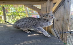 Savannah cats for sale: STUNNING SAVANNAH girl F5 sbt pure pedigree  - Image 4