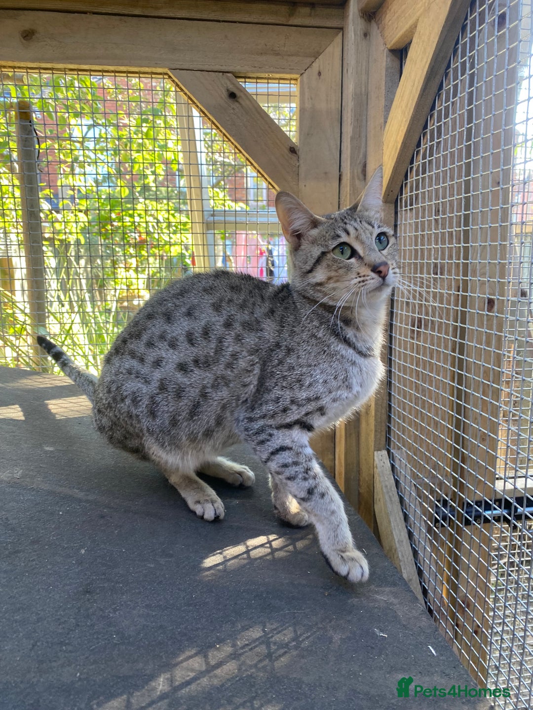 Savannah cats for sale: STUNNING SAVANNAH girl F5 sbt pure pedigree  - Image 4