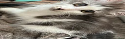Mixed Breed cats for sale: Norwegian Forest x kittens - Advert 10