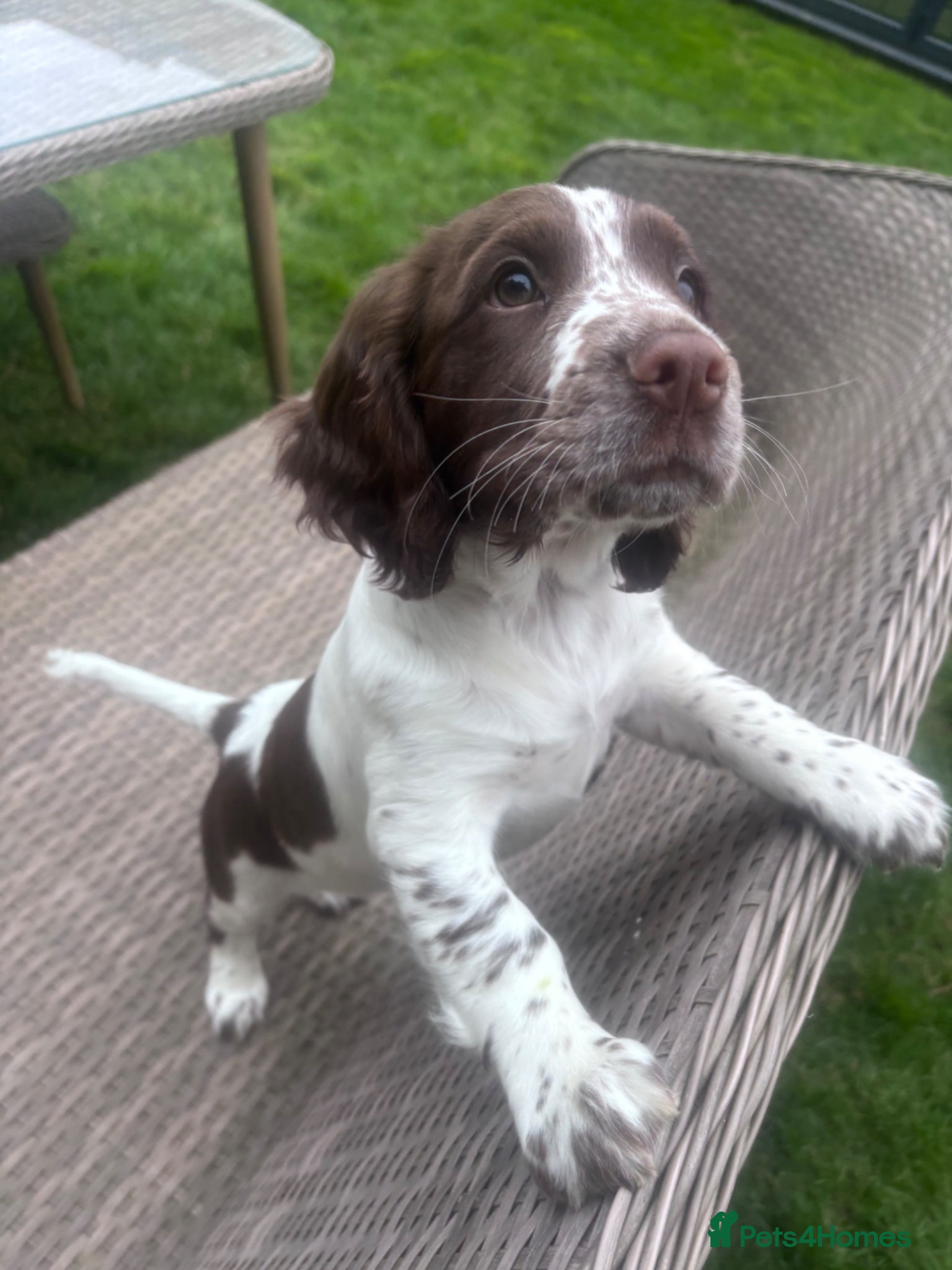 Sprocker dogs Sprocker 12 weeks - ready to go - Advert 4