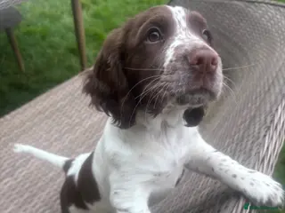 Sprocker dogs Sprocker 12 weeks - ready to go - Advert 18