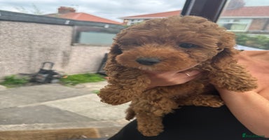 Cockapoo dogs - Advert 5