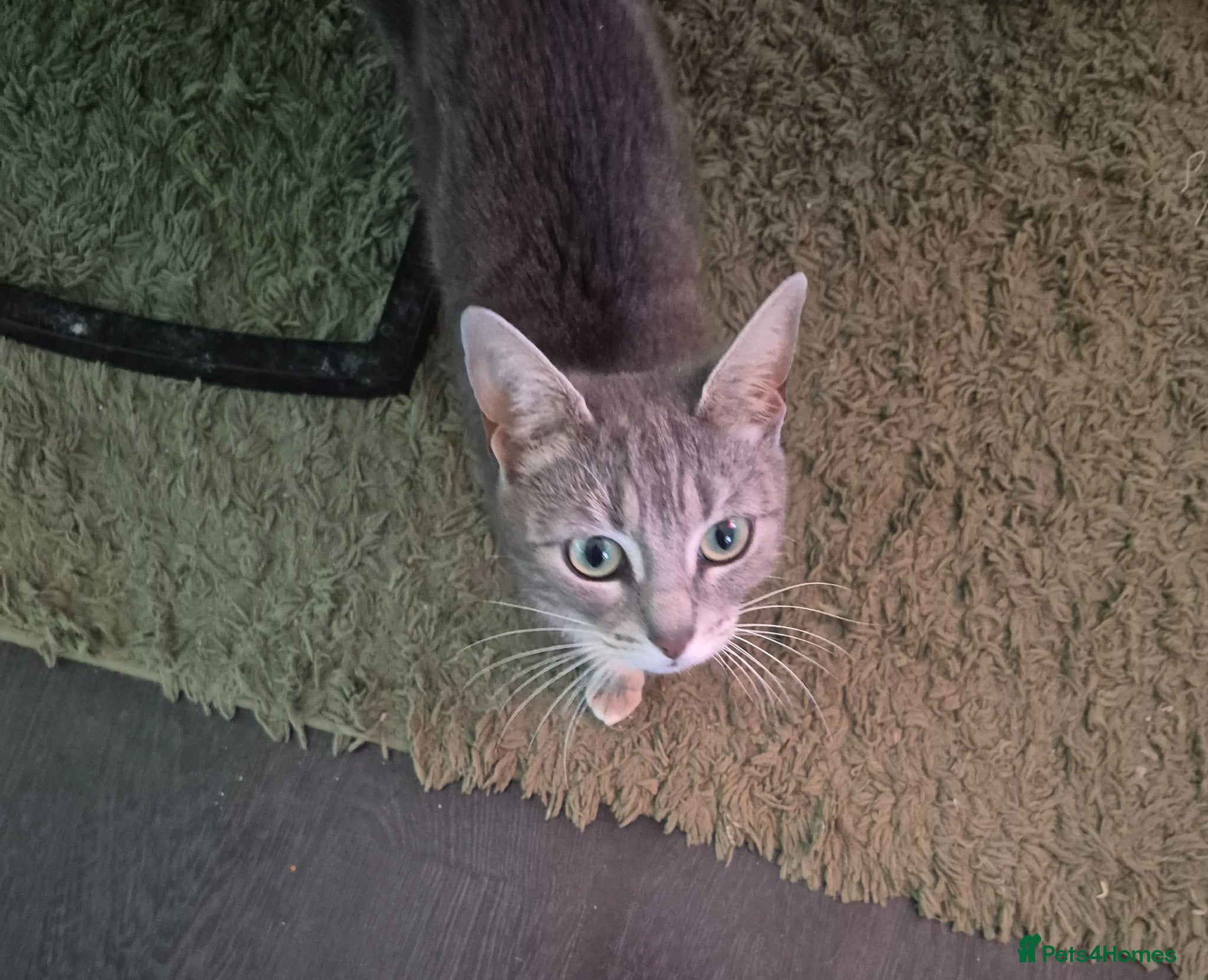 Mixed Breed cats Kittens ready for new homes - Advert 1