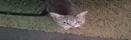 Mixed Breed cats for sale: Kittens ready for new homes in Lytham Saint Annes - Advert 1