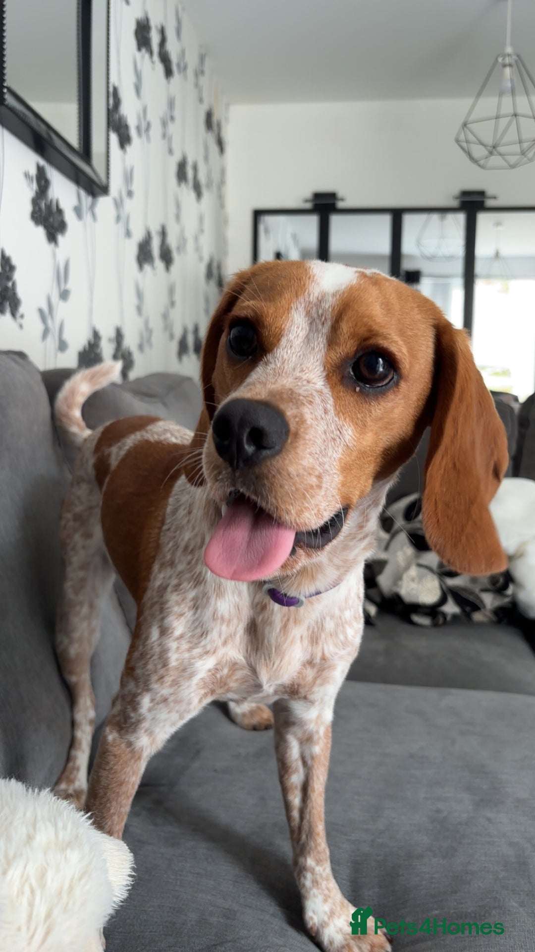 Beaglier dogs for sale: 13 month old beaglier  - Advert 19