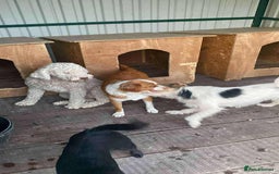 Mixed Breed dogs for adoption: Lottie - Image 2