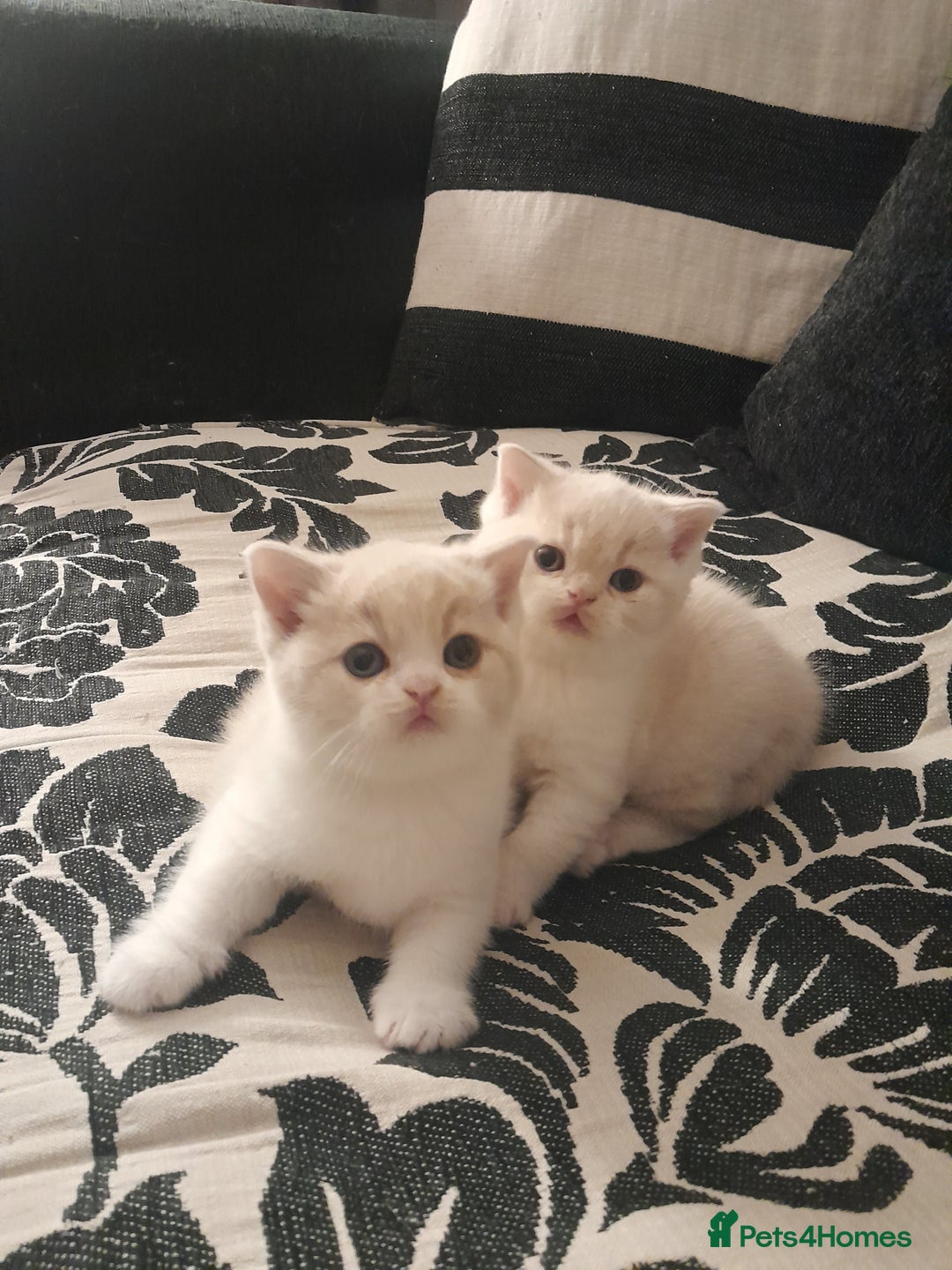 Brazilian Shorthair cats for sale: Beautiful pure bred British shorthair kitten  - Advert 3