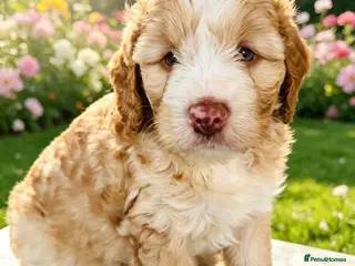 Cockapoo dogs ❤️DNA CLEAR, Last Adorable Apricot Cockapoo Boy - Advert 15