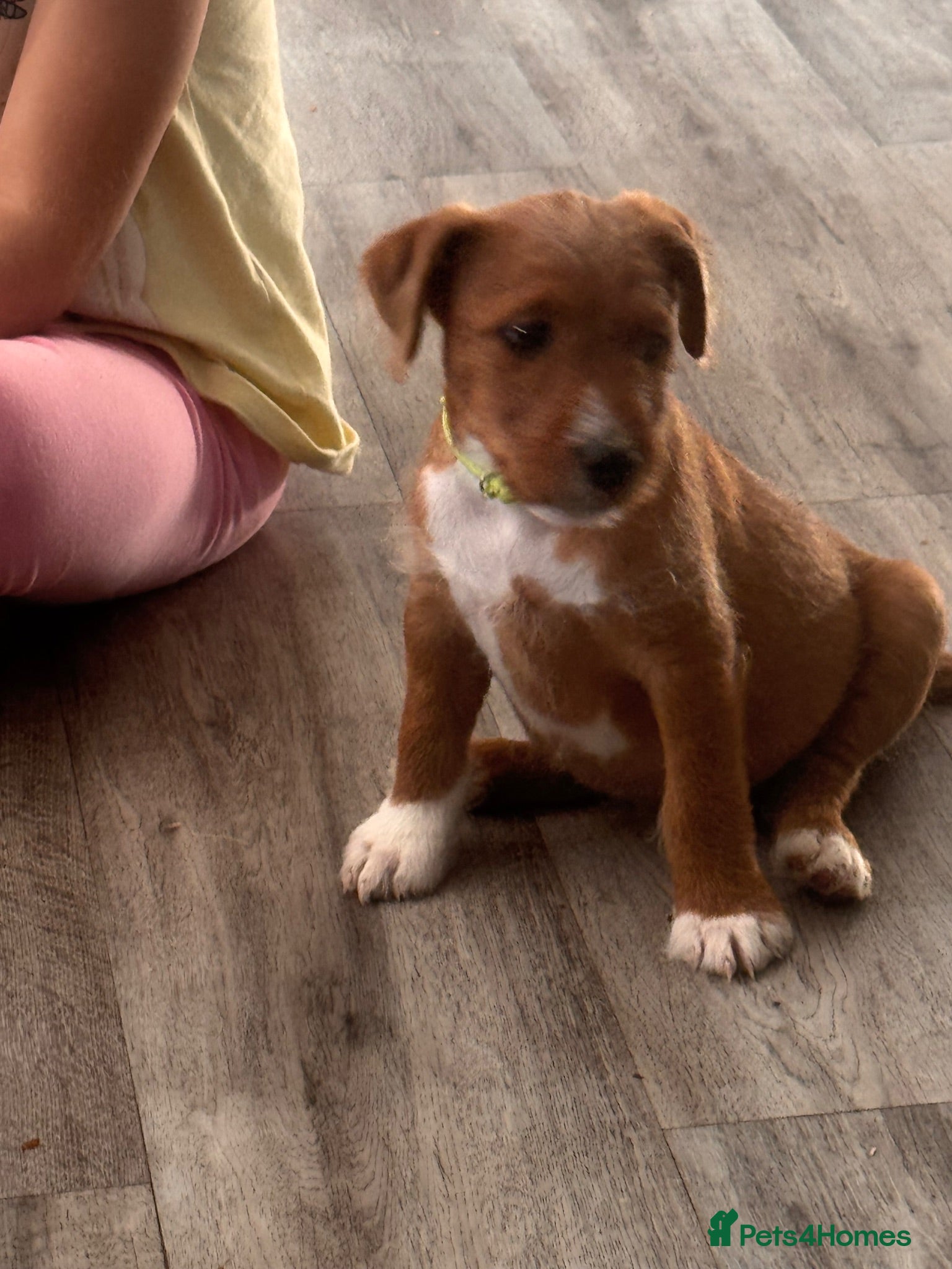 Lakeland Terrier dogs Working Lakeland terrier puppies  - Advert 2