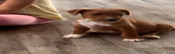 Lakeland Terrier dogs for sale: Working Lakeland terrier puppies  - Advert 2