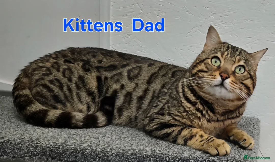 Bengal cats for sale: 3 TICA registered Bengal kittens - Advert 7