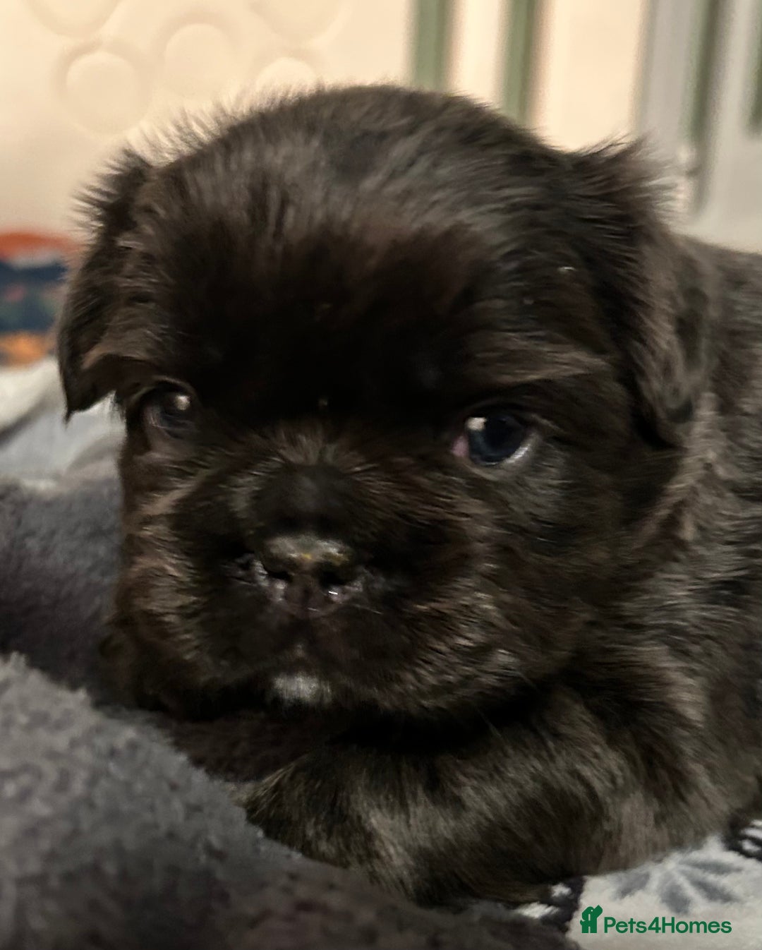 French Bulldog dogs for sale: 🐾🔥 Fluffy French bulldogs 🔥🐾 - Advert 10