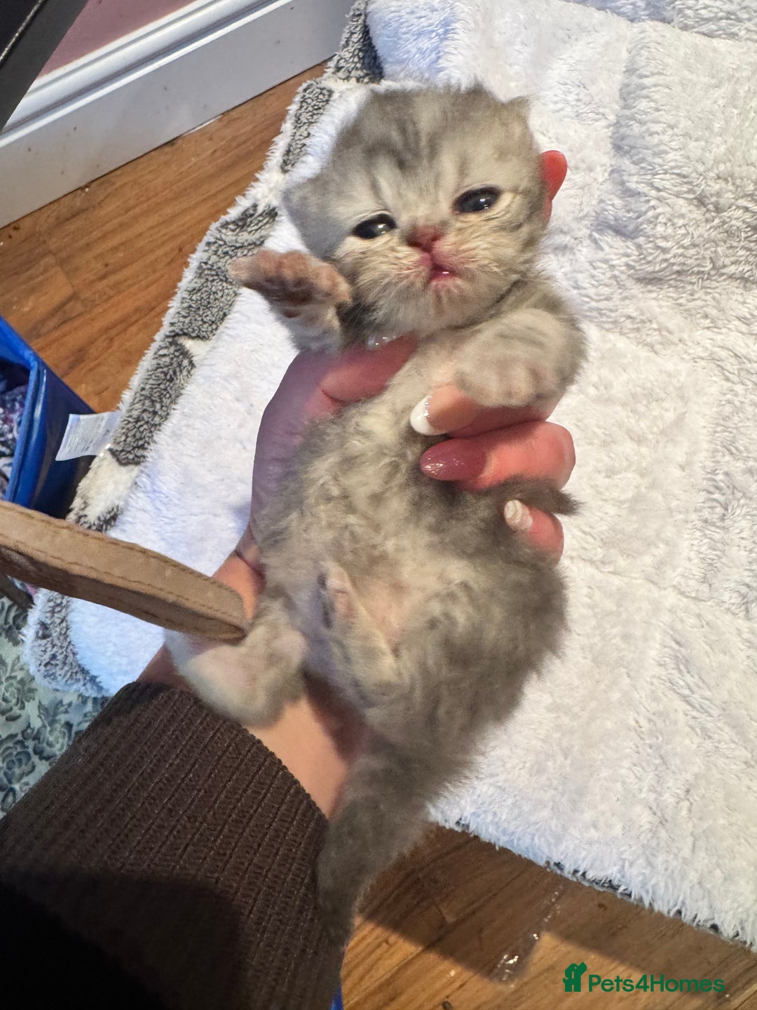 Maine Coon cats for sale: Main coon adorable kittens  - Advert 23