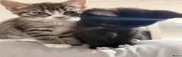 Mixed Breed cats for sale: Kittens for sale!  - Advert 6