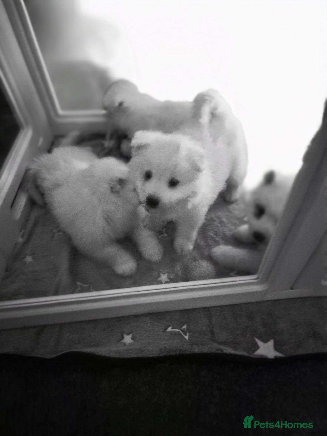 Samoyed dogs for sale: Samoyed puppies - can leave anytime from 23rd  - Advert 8