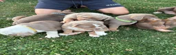 Olde English Bulldogge dogs for sale:  Olde English Bulldog Puppies L - Advert 24