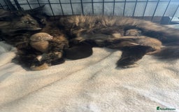 Mixed Breed cats for sale: Two Gorgeous Maine Coon cross Kittens. - Image 7