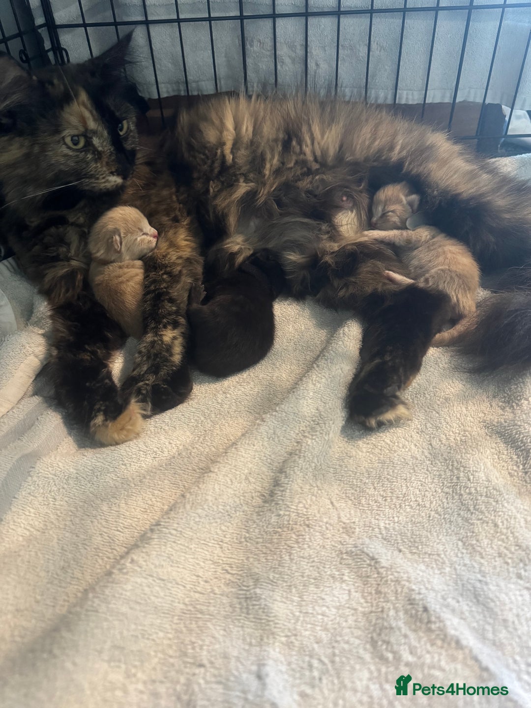 Mixed Breed cats for sale: Two Gorgeous Maine Coon cross Kittens. - Image 7