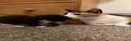 Mixed Breed cats for sale: Four varied mixed breed kittens - Advert 11