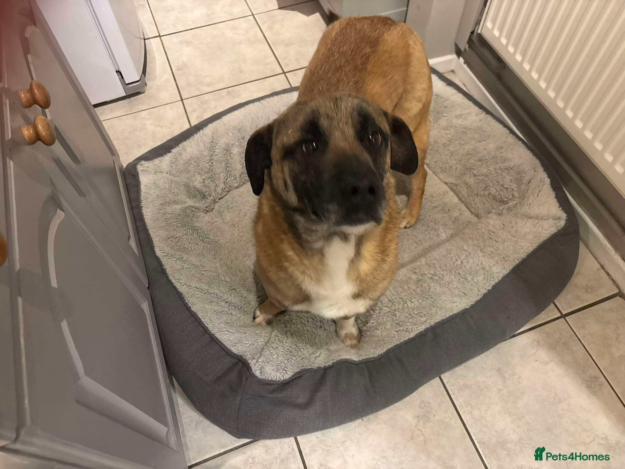 Mixed Breed dogs Norman for adoption - Advert 1