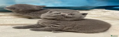 British Shorthair 5 female