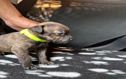 Mixed Breed dogs for sale: American bulldog staffy 🏡 - Image 34