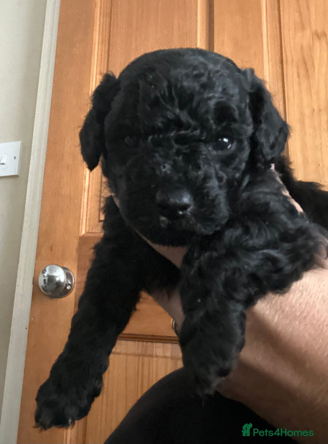 Poochon dogs for sale: Gorgeous poochon puppies 🐶🐾 - Image 6
