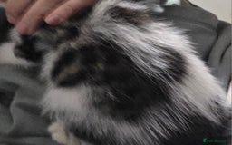 Mixed Breed cats for sale: Friendly playful kittens ready to find thier new  - Image 30
