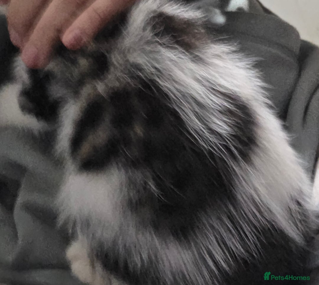 Mixed Breed cats for sale: Friendly playful kittens ready to find thier new  - Image 30