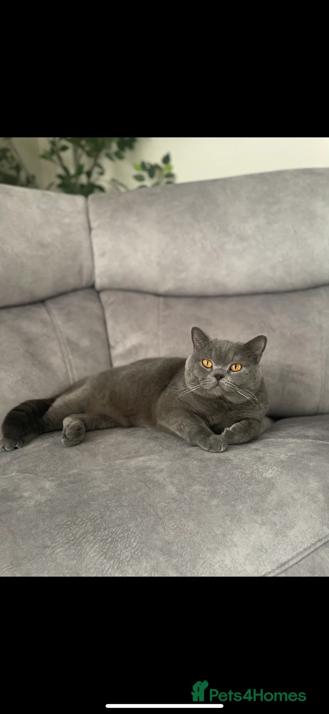 British Shorthair cats for sale: British shorthair kittens for sale  - Advert 12