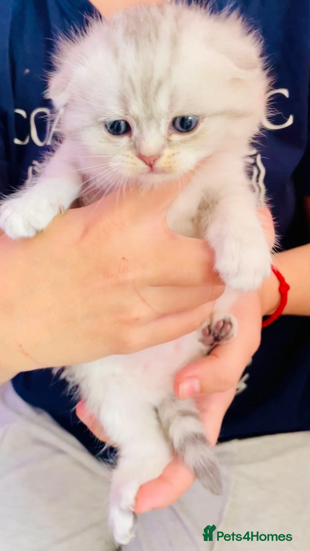 Scottish Fold cats for sale: Beautiful Scottish fold/straight ready to reserve  - Advert 2