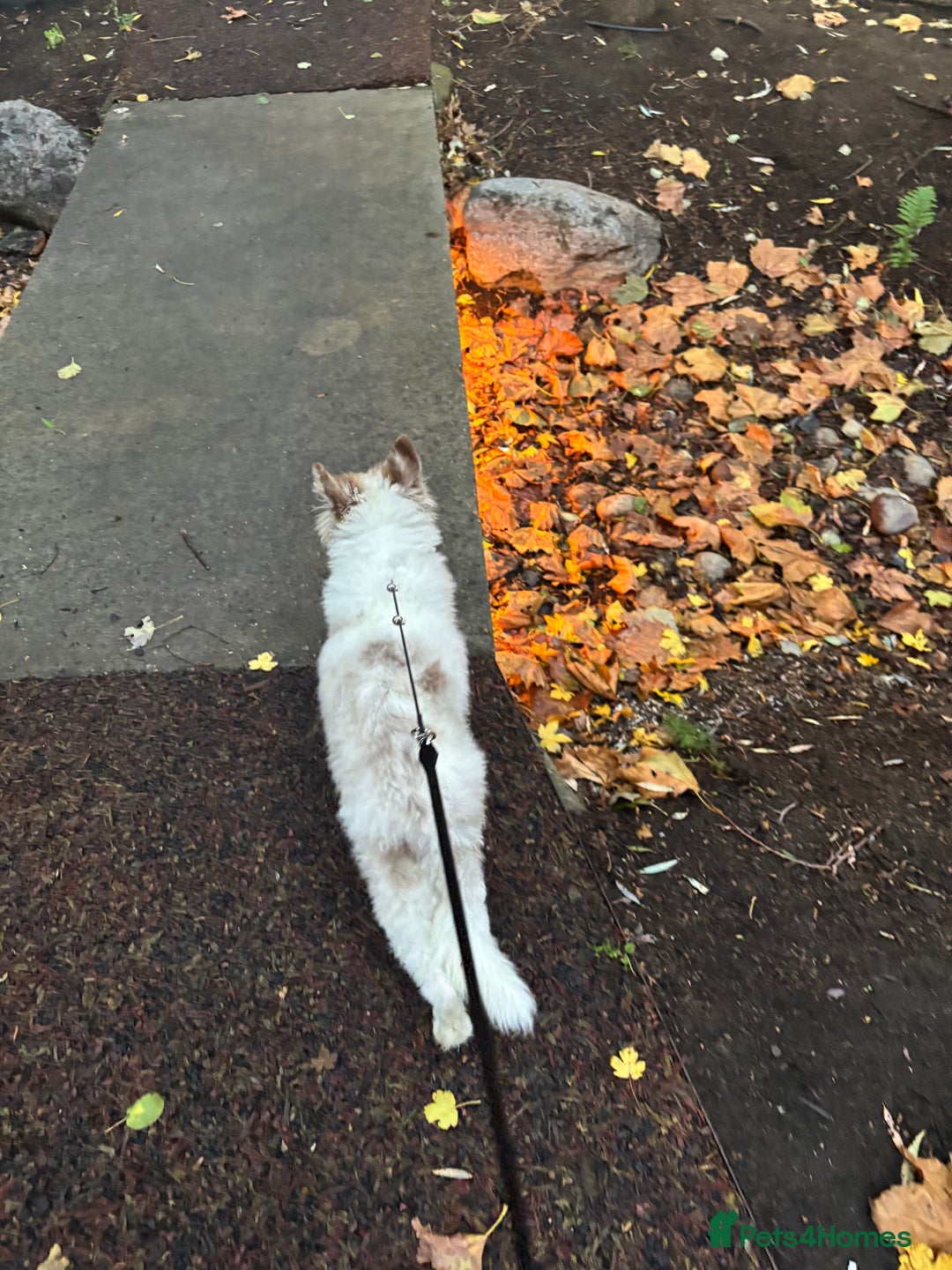 Border Collie dogs for sale: 5 months lovely border collie looking for home - Advert 6