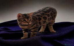 Bengal cats for sale: CH Beautiful Retired Bengal Queen(TICA registered) - Image 3