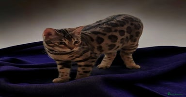 Bengal cats - Advert 14