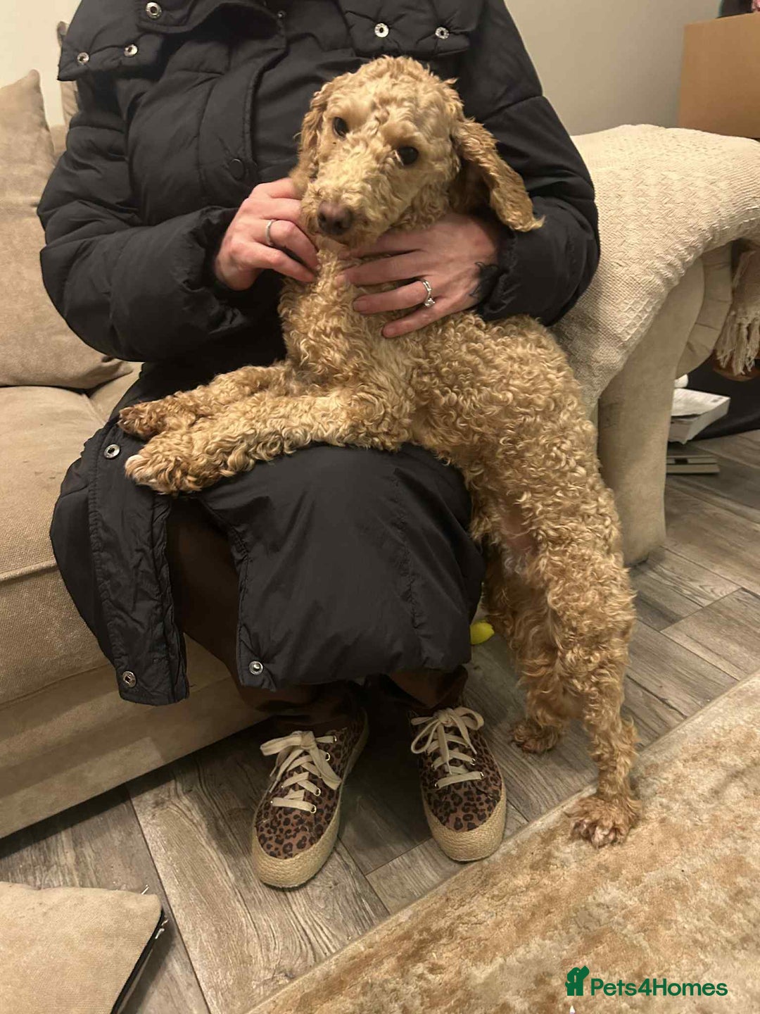 Toy Poodle dogs for sale: Toy poodle - Advert 5