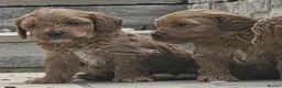 Cockapoo dogs for sale: Outstanding cockapoo puppies - Advert 35