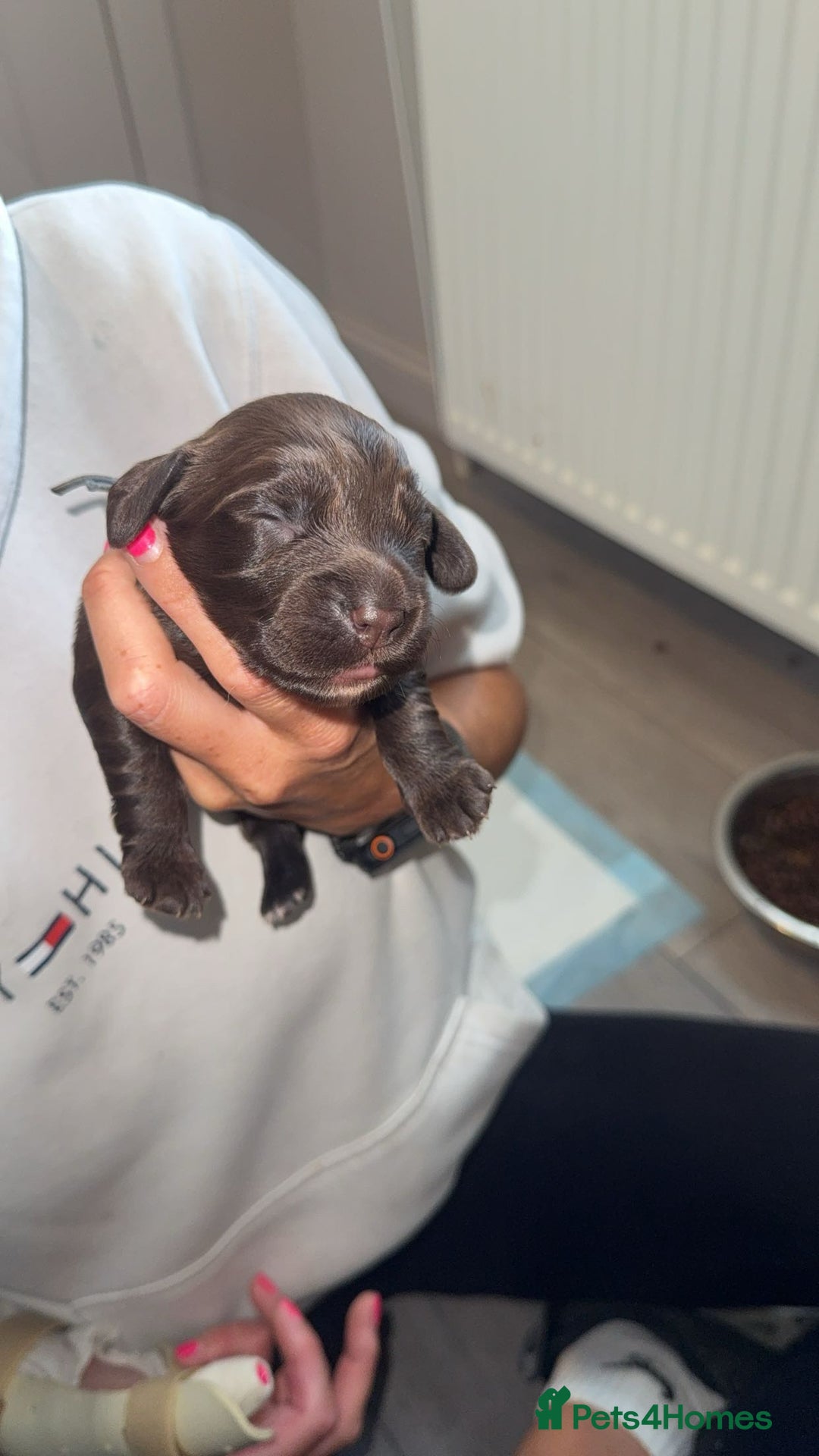 Cocker Spaniel dogs for sale: Cocker Spaniel Puppies - Image 3