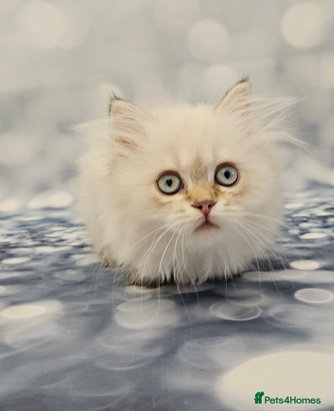 British Longhair cats for sale: Excellent Scottish straight Highland Kittens - Image 9