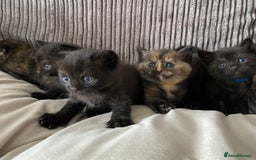 Mixed Breed cats for sale: British short hair cross - Image 4